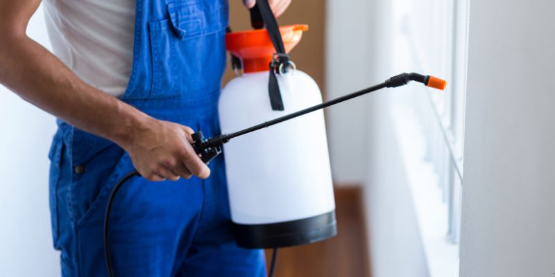 Como fazer dedetização em casa em Olinda