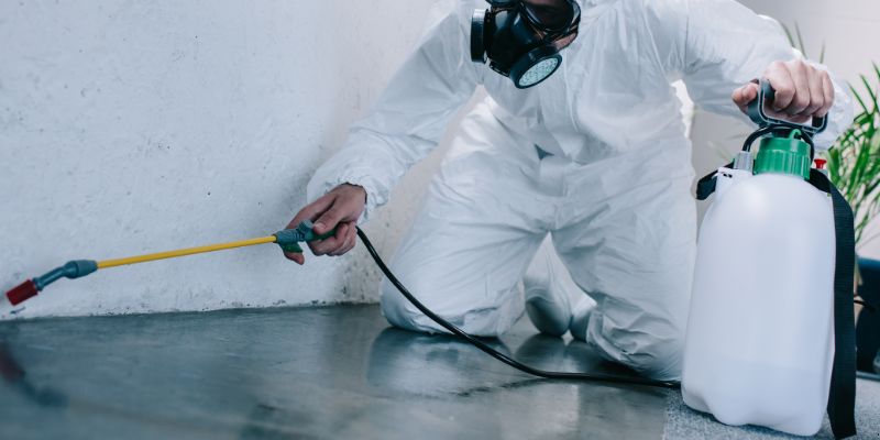 Como é feita a dedetização de baratas em Olinda