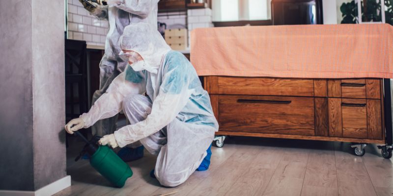 Dedetização em Apartamento Como Funciona em Olinda: Confira 4 Passos